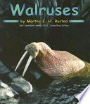 Walruses