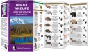 Pocket Naturalist: Denali Wildlife