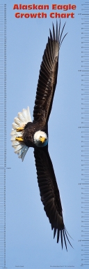 Alaskan Eagle Growth Chart