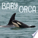 Baby Orca