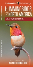 Hummingbirds of North America: The Eight Most Familiar