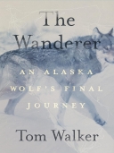 Wanderer: An Alaskan Wolf\