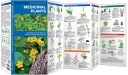 Pocket Naturalist: Medicinal Plants