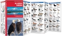 Pocket Naturalist: Alaska Birds