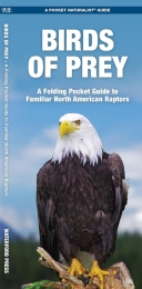 Pocket Naturalist: Birds of Prey