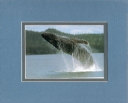 0048  Breaching...Whale