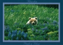 0008  Bear in Lupine  