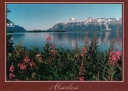 0029 Lake with Fireweed