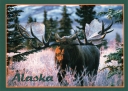 0041  Moose  