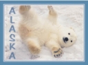 0043  Polar Bear Cub