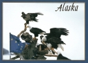 0055  Eagles With Alaska Flag  
